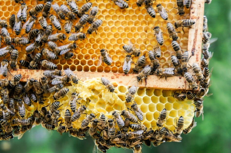 Światowy Dzień Pszczół. Sprawdź, jak chronić te pożyteczne owady!