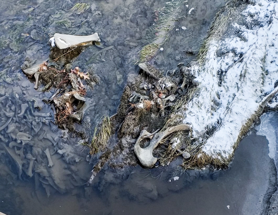 Kości w Kanale Dąbrówka