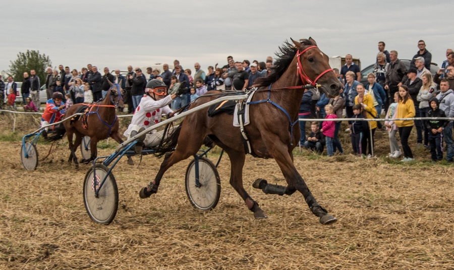 Pierwsze w tym roku wyścigi koni rasy małopolskiej